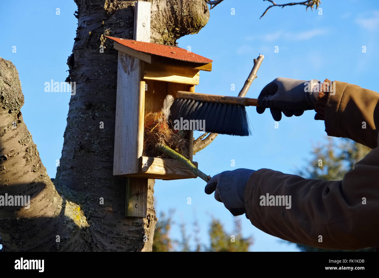 Nistkasten saeubern - cleaning the nest box in spring Stock Photo