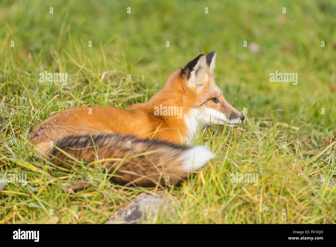 Loner Fox Red fox yellowstone hi-res stock photography and images - Alamy