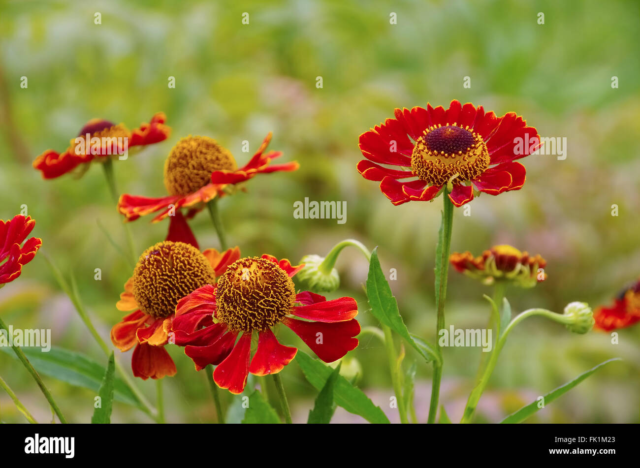 Sonnenbraut - Helenium flower in summer garden Stock Photo