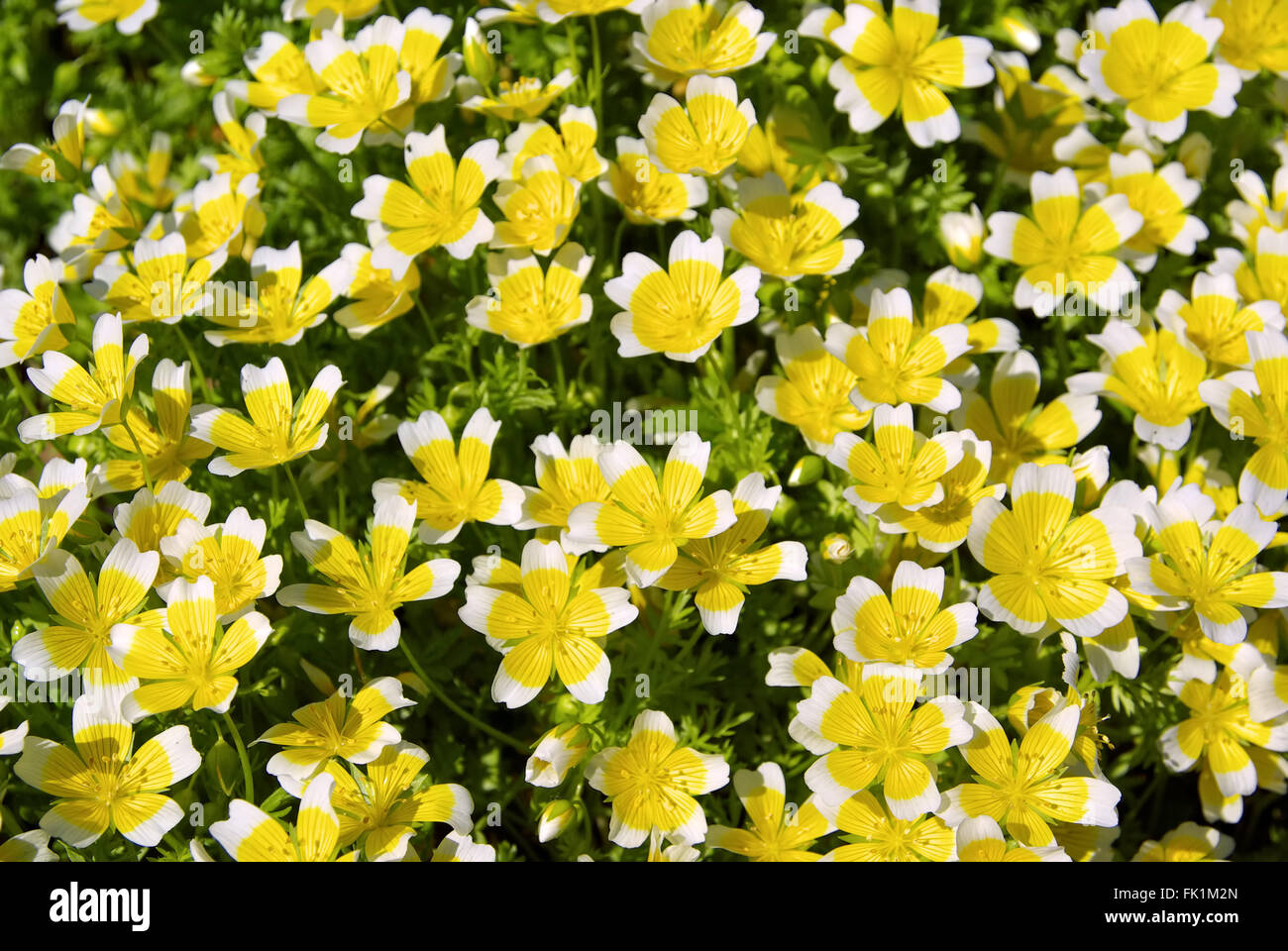 Sumpfblume poached egg plant 06 Stock Photo Alamy