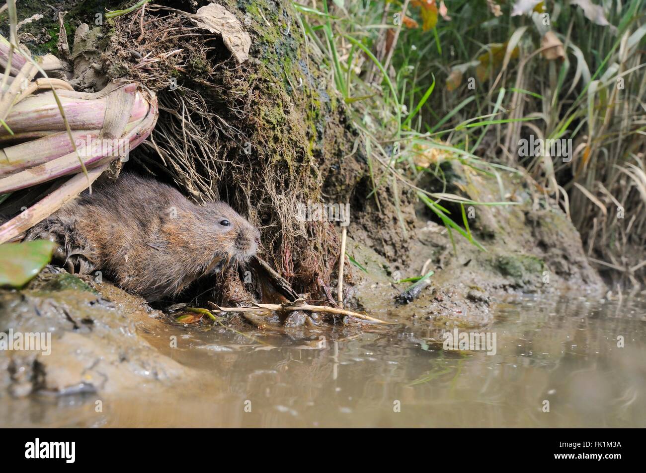 Water vole (Arvicola amphibius) emerging from its burrow in a river bank, Bude marshes, Cornwall, UK Stock Photo