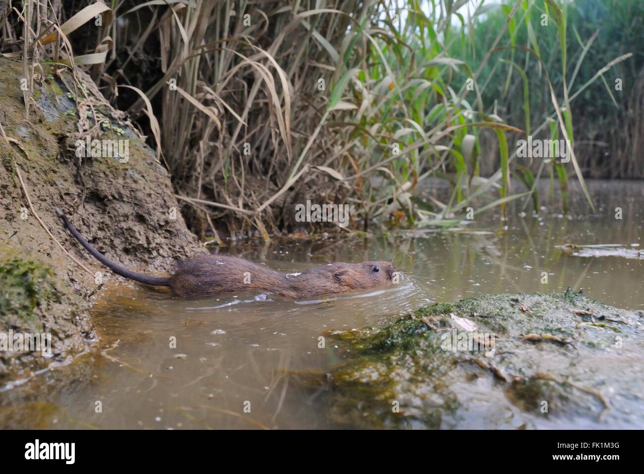 Water vole (Arvicola amphibius) swimming from river bank, low wide angle view, Bude marshes, Cornwall, UK Stock Photo