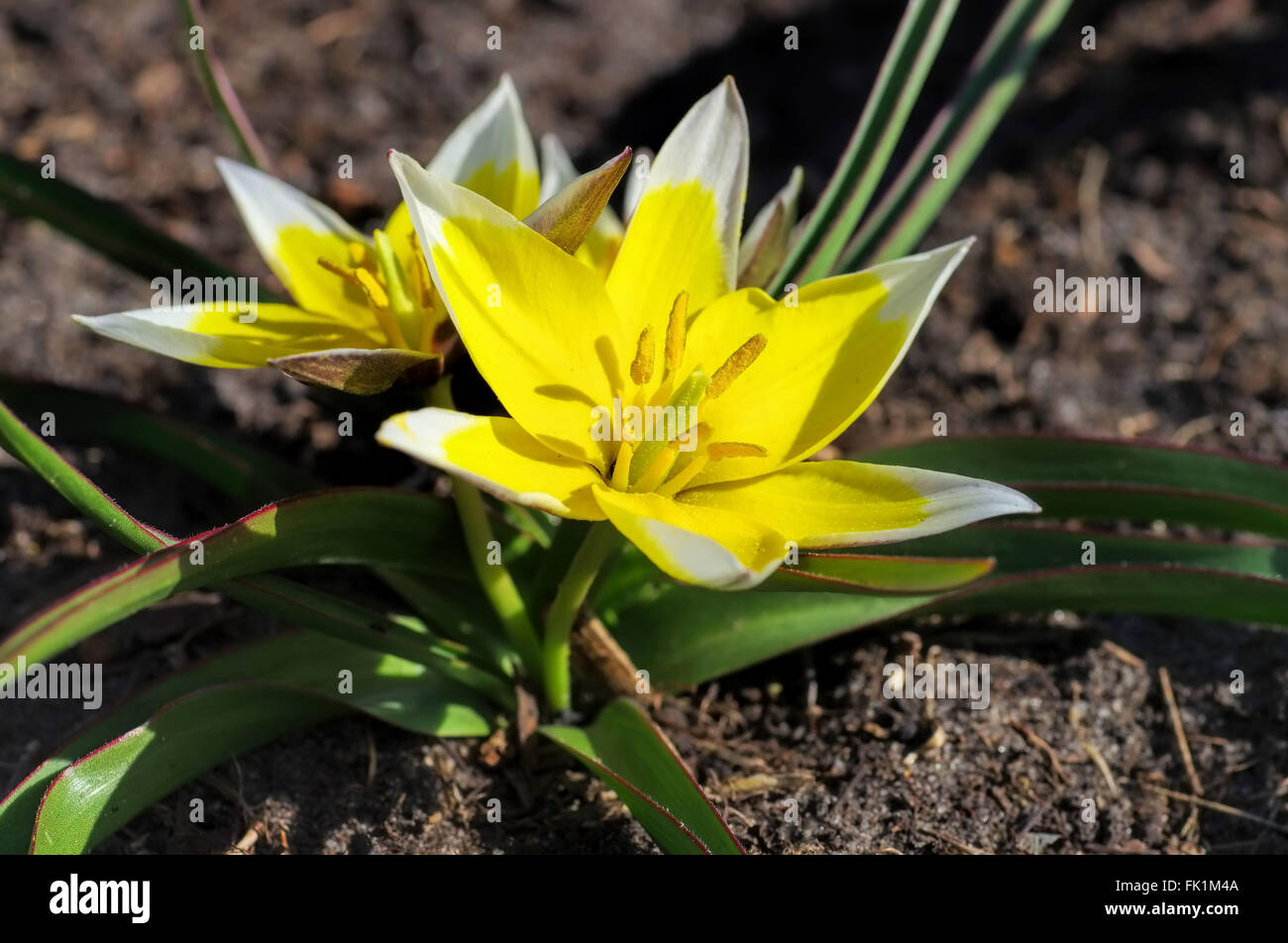 Wildtulpe Tulipa tarda im Frühling - wild tulip Tulipa tarda in spring Stock Photo