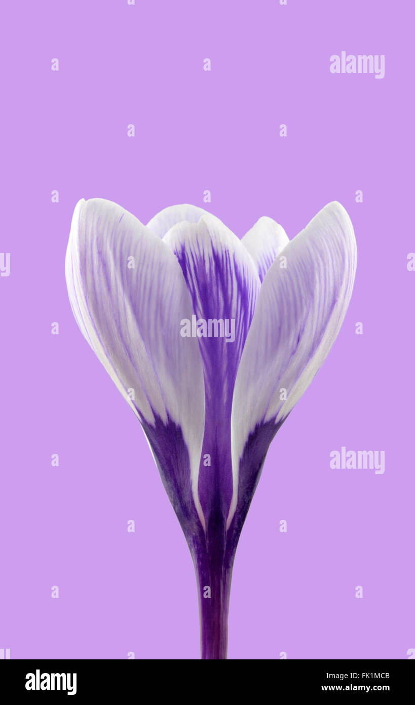 Purple and white striped flower hi-res stock photography and images - Alamy