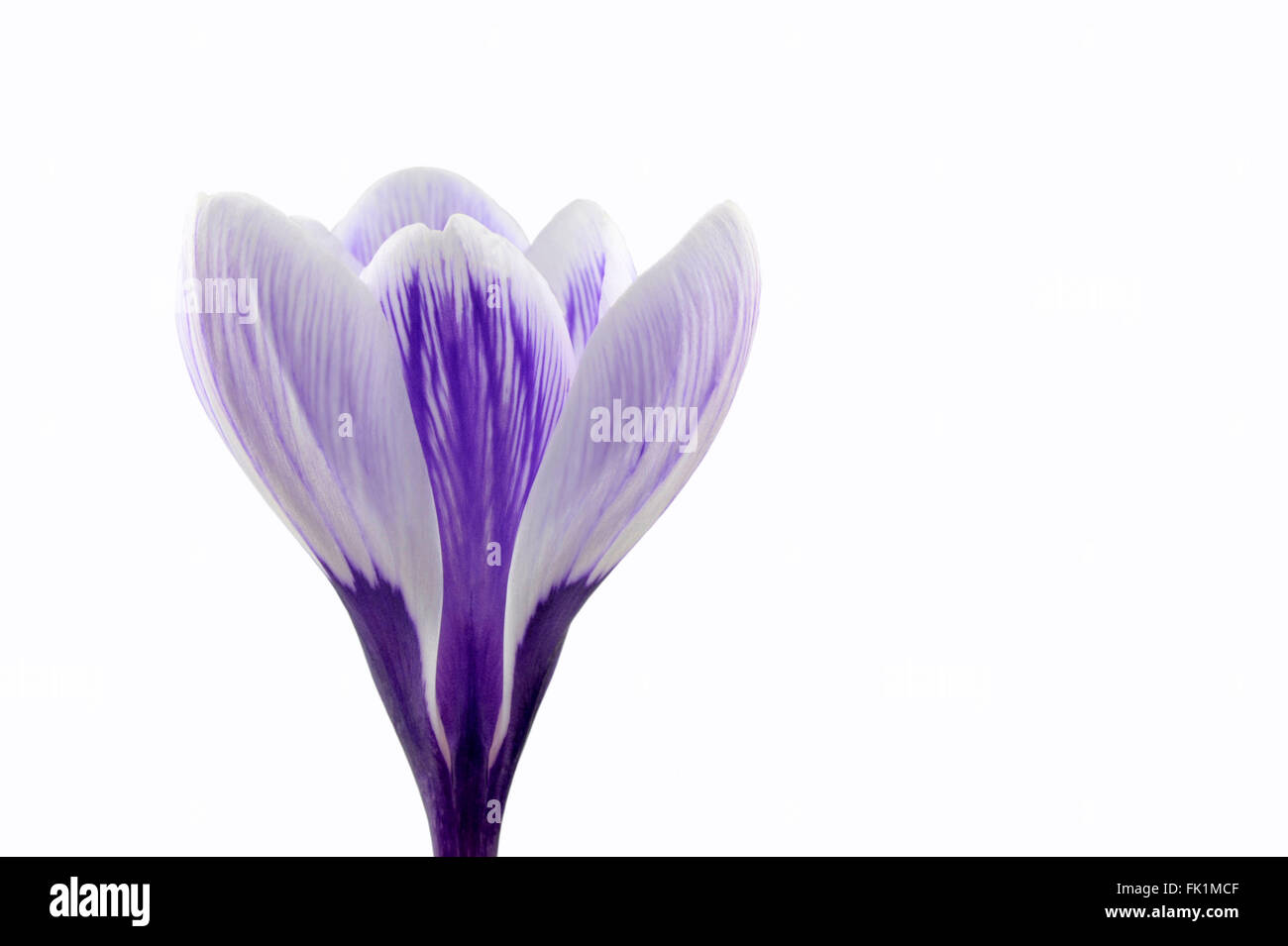 Purple and white striped flower hi-res stock photography and images - Alamy