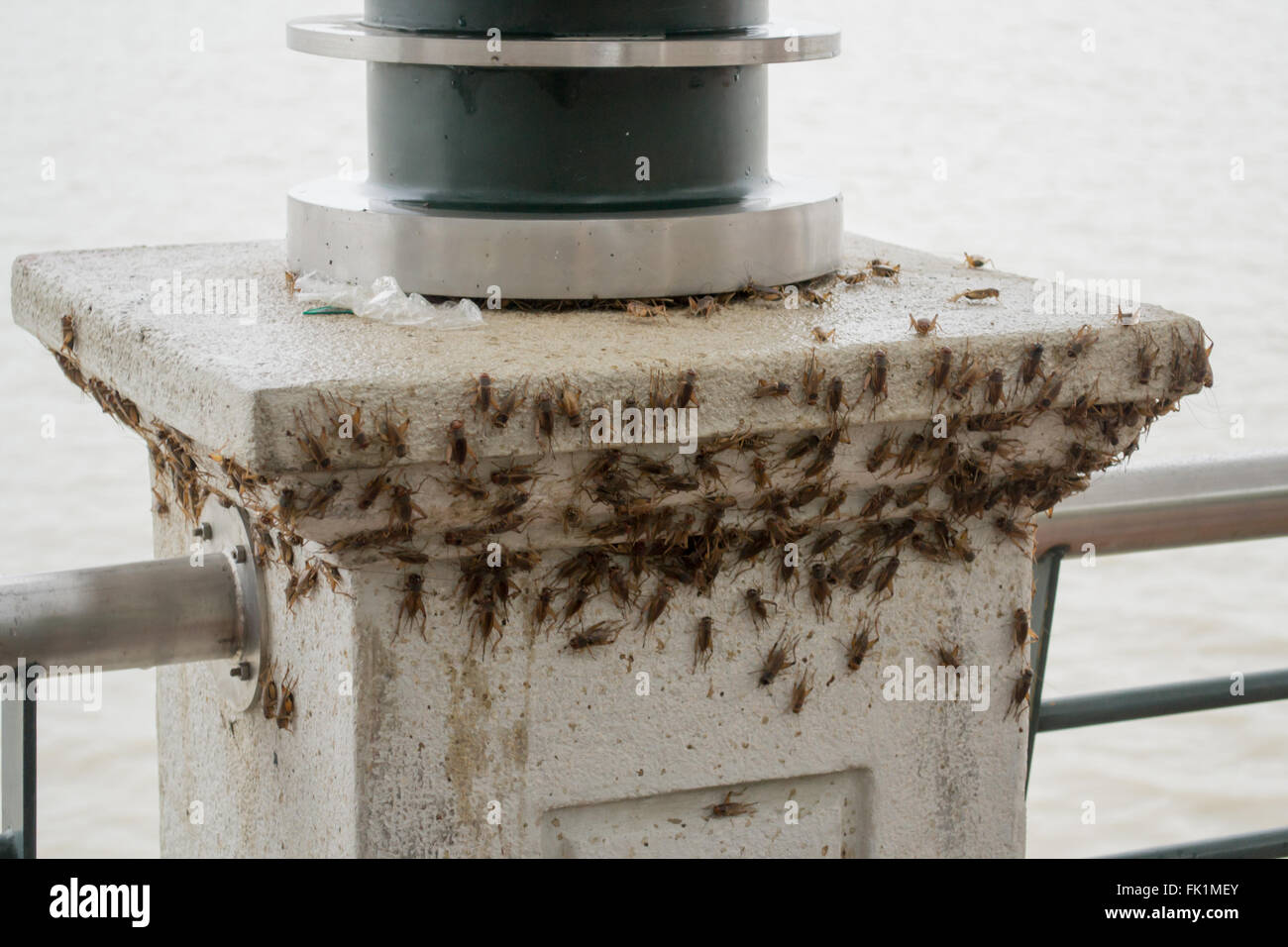 A huge load of crickets (acheta domesticus) swarming the seafront pillar in Guayaquil, Ecuador Stock Photo
