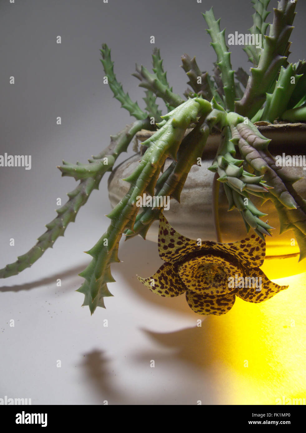 blooming Stapelia variegata, shot closeup Stock Photo