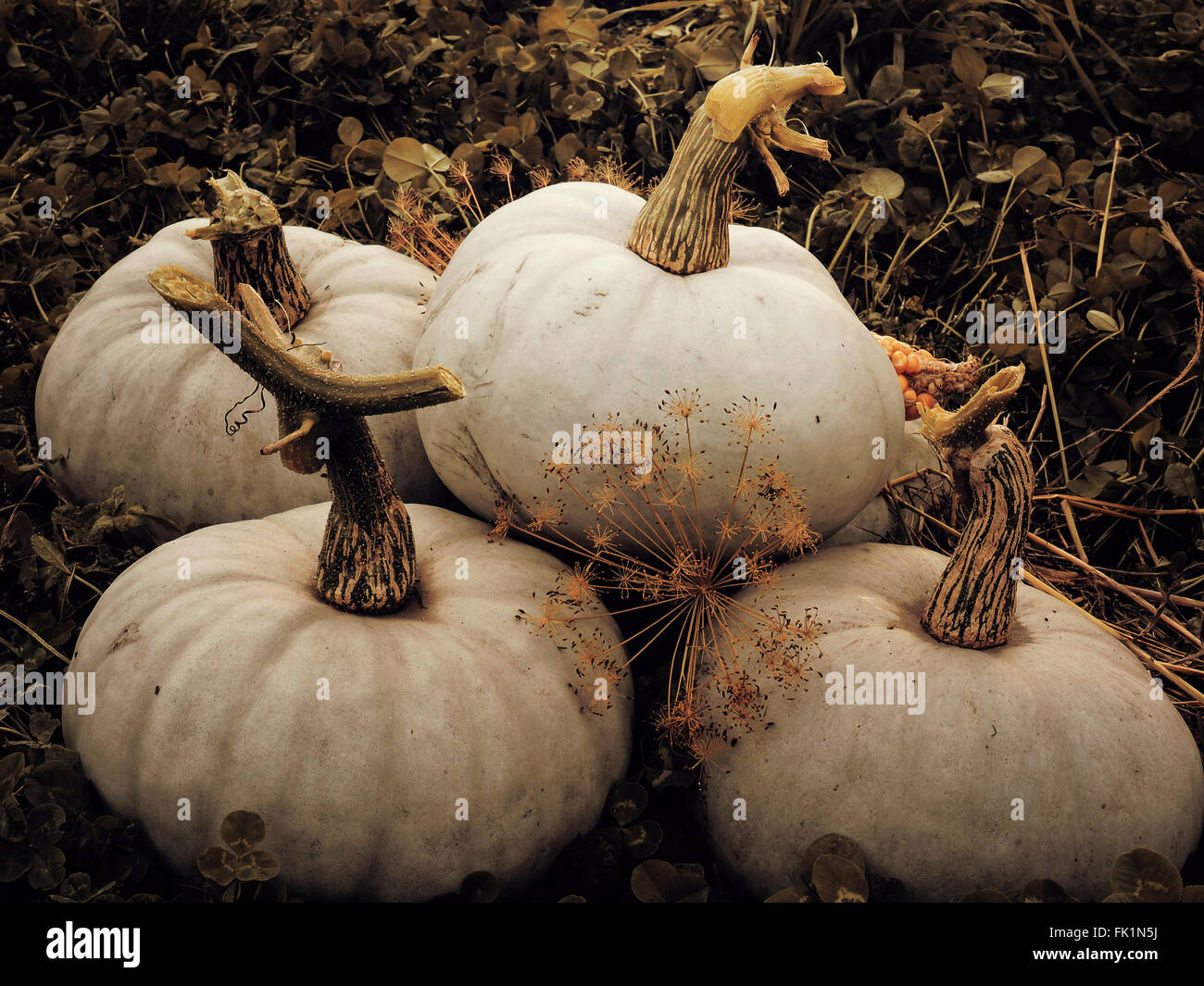 Harvest farm sunset autumn fall hi-res stock photography and images - Alamy