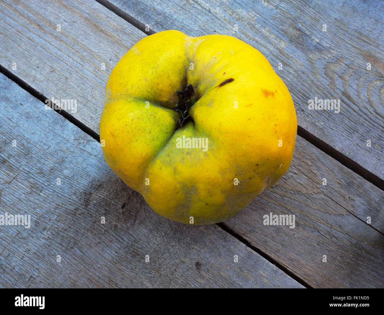 quince Stock Photo