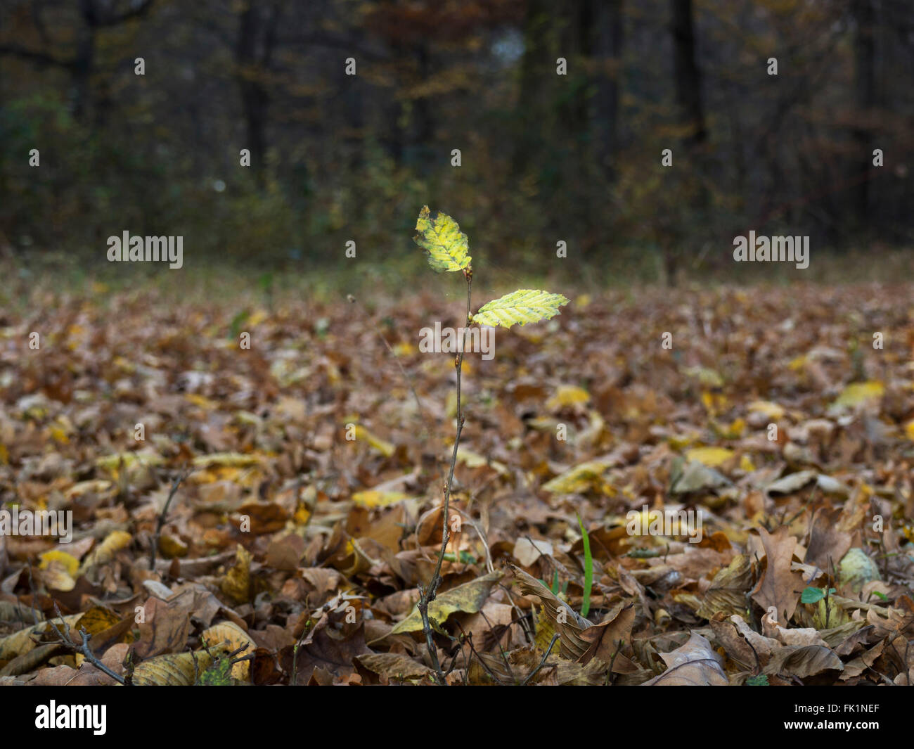 Little yellow maple leaf hi-res stock photography and images - Alamy