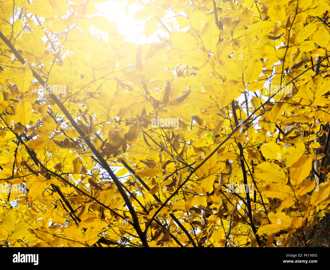 Vibrant yellow leaves hi-res stock photography and images - Alamy
