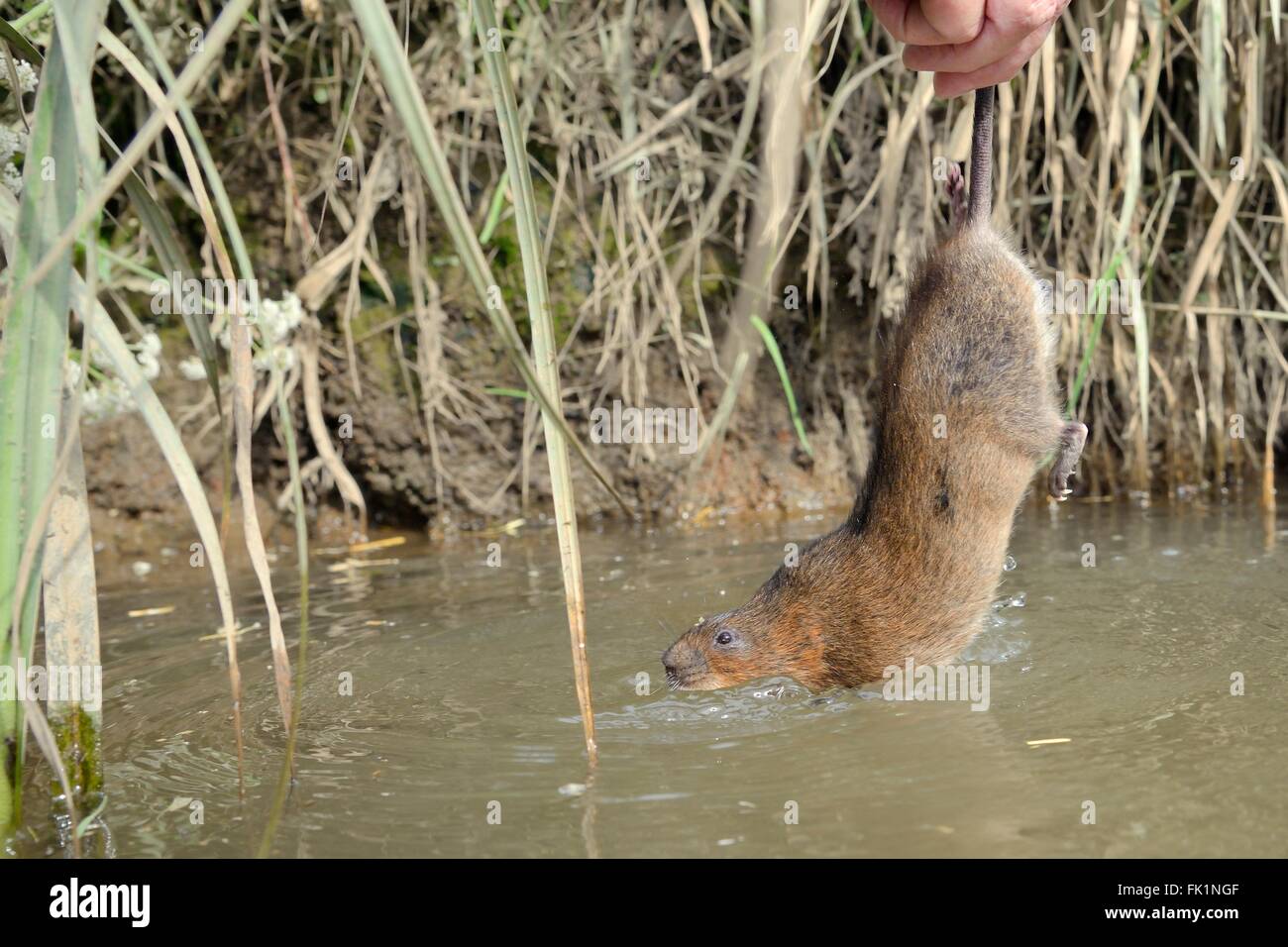Captive reared Water vole (Arvicola amphibius) held by its tail being released into a river during a reintroduction, near Bude, Stock Photo