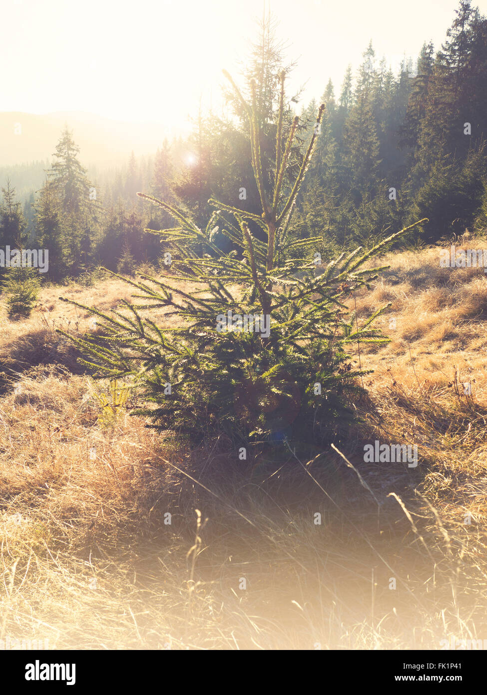 Fir tree cutout hi-res stock photography and images - Alamy