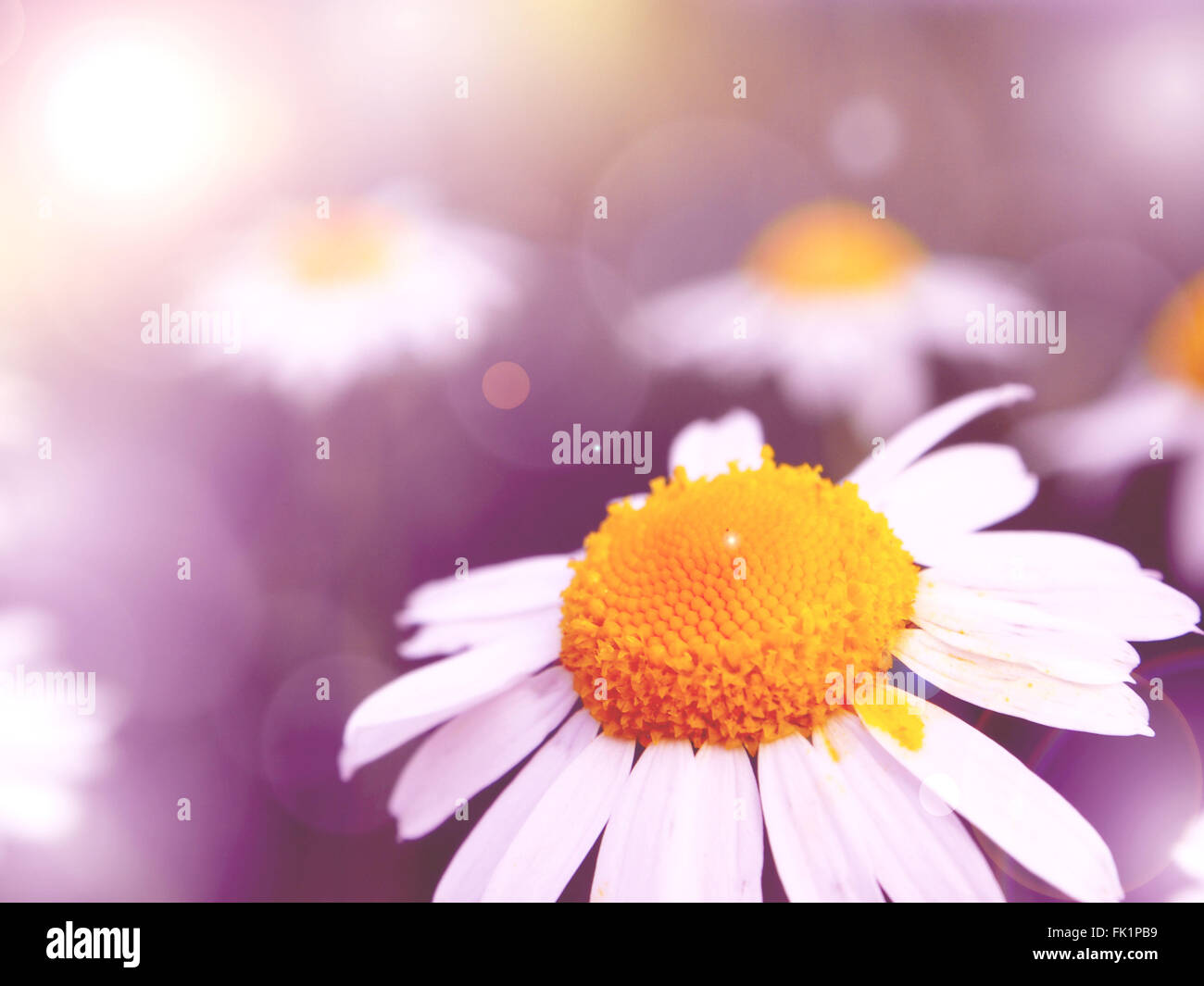 purple daisy background Stock Photo - Alamy