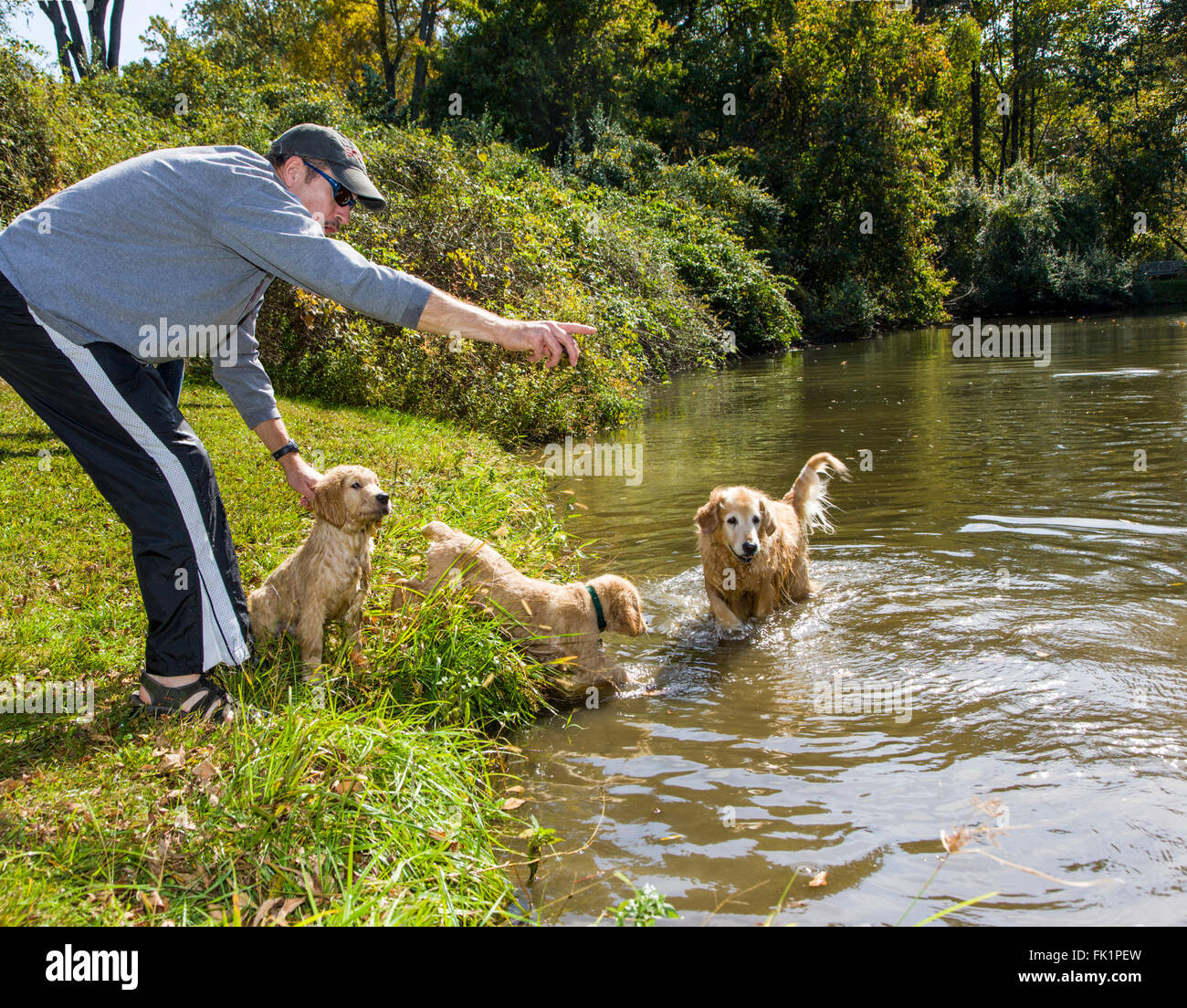 Training twelve week old Golden Retriever puppies to retrieve a bumper from a pond. Stock Photo