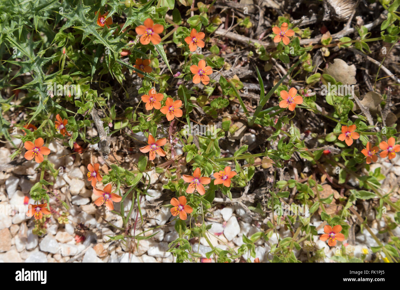 Scarlet pimpernel (Anagallis arvensis) near Kallikratis, Crete, Greece Stock Photo