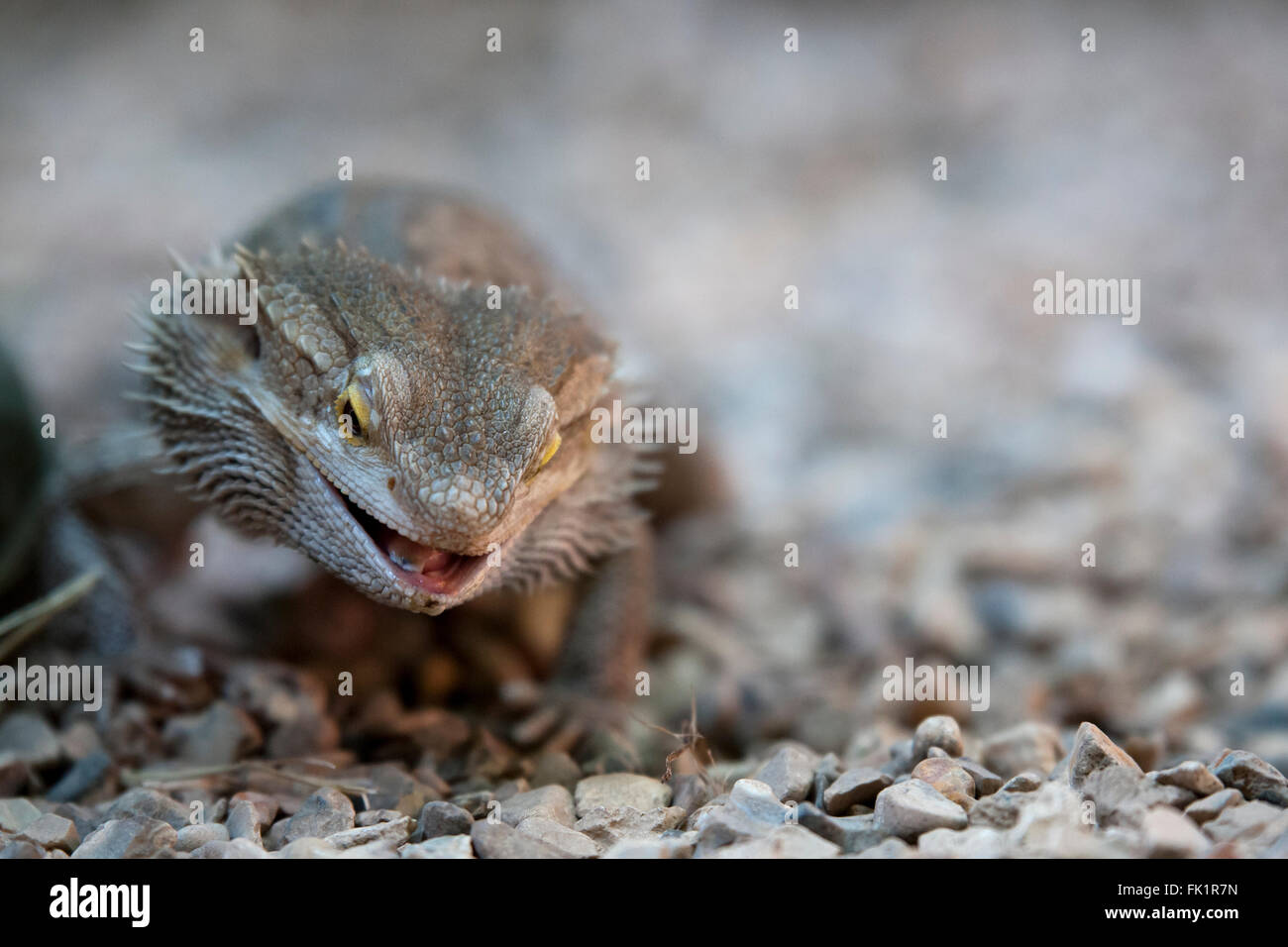 Bearded dragon A great friendly lizard Stock Photo Alamy