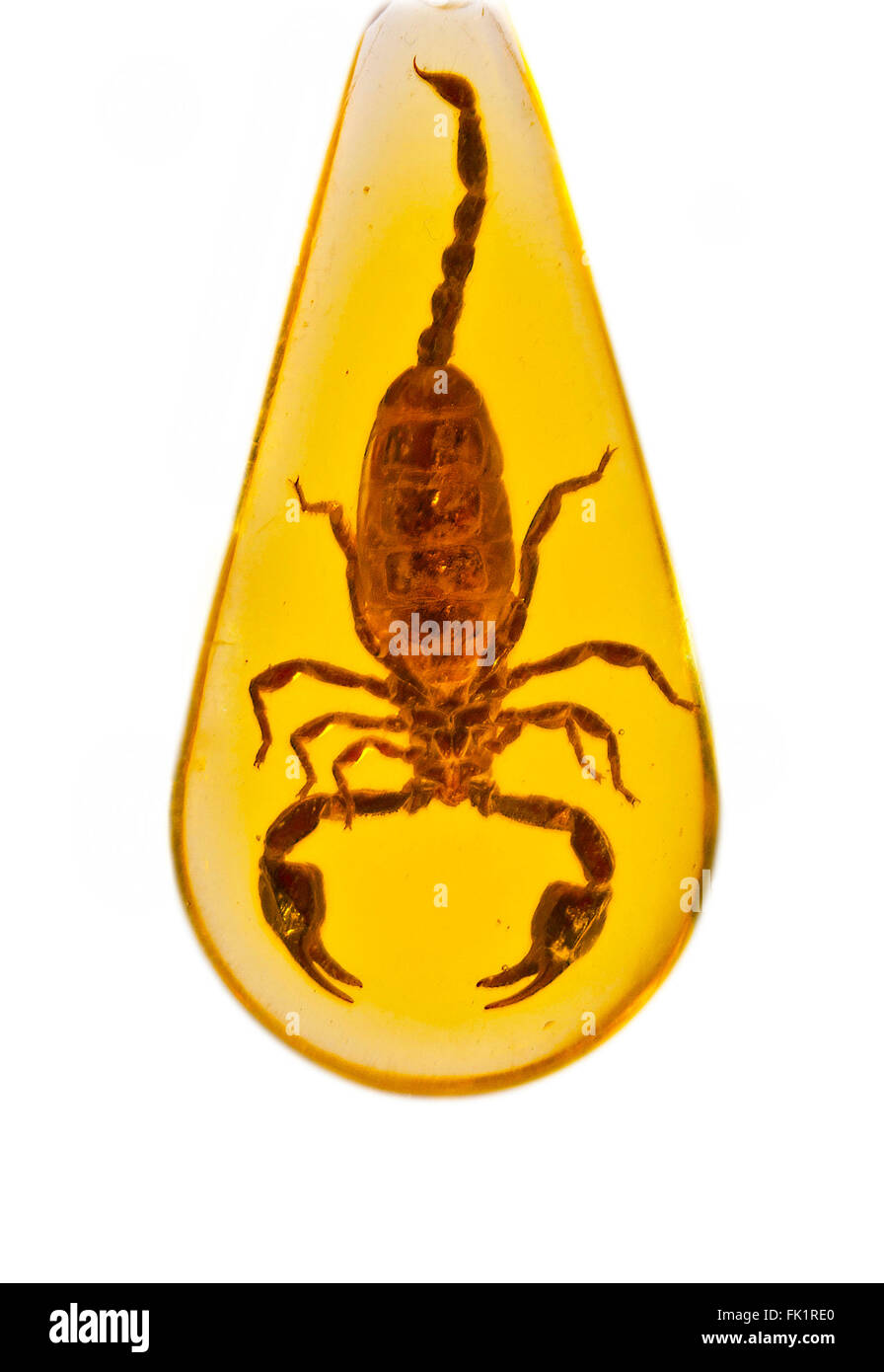 scorpion in the amber Stock Photo
