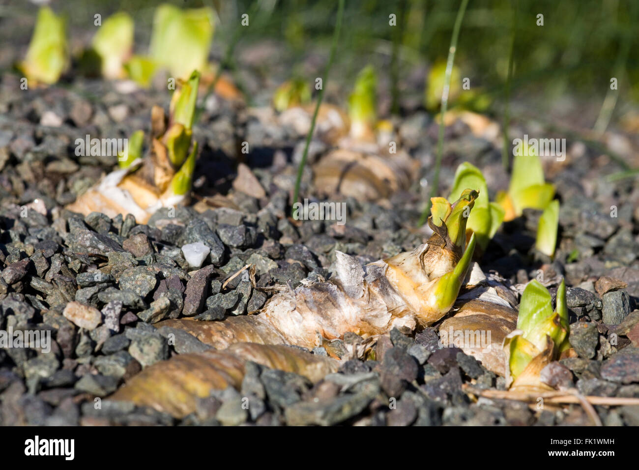 Iris Aphylla Bulbs sprouting in a rock garden Stock Photo Alamy