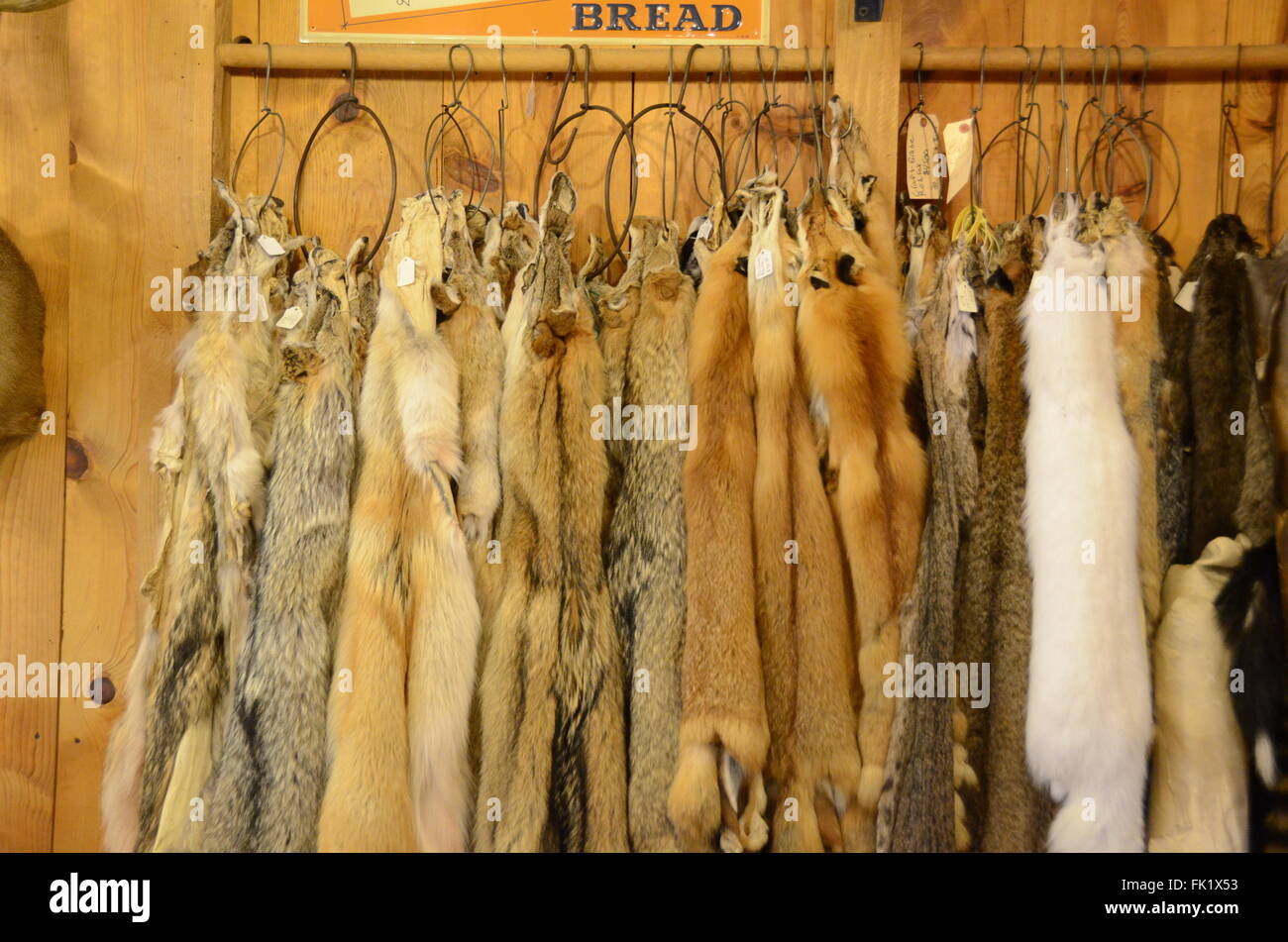 Pelts High Resolution Stock Photography and Images Alamy