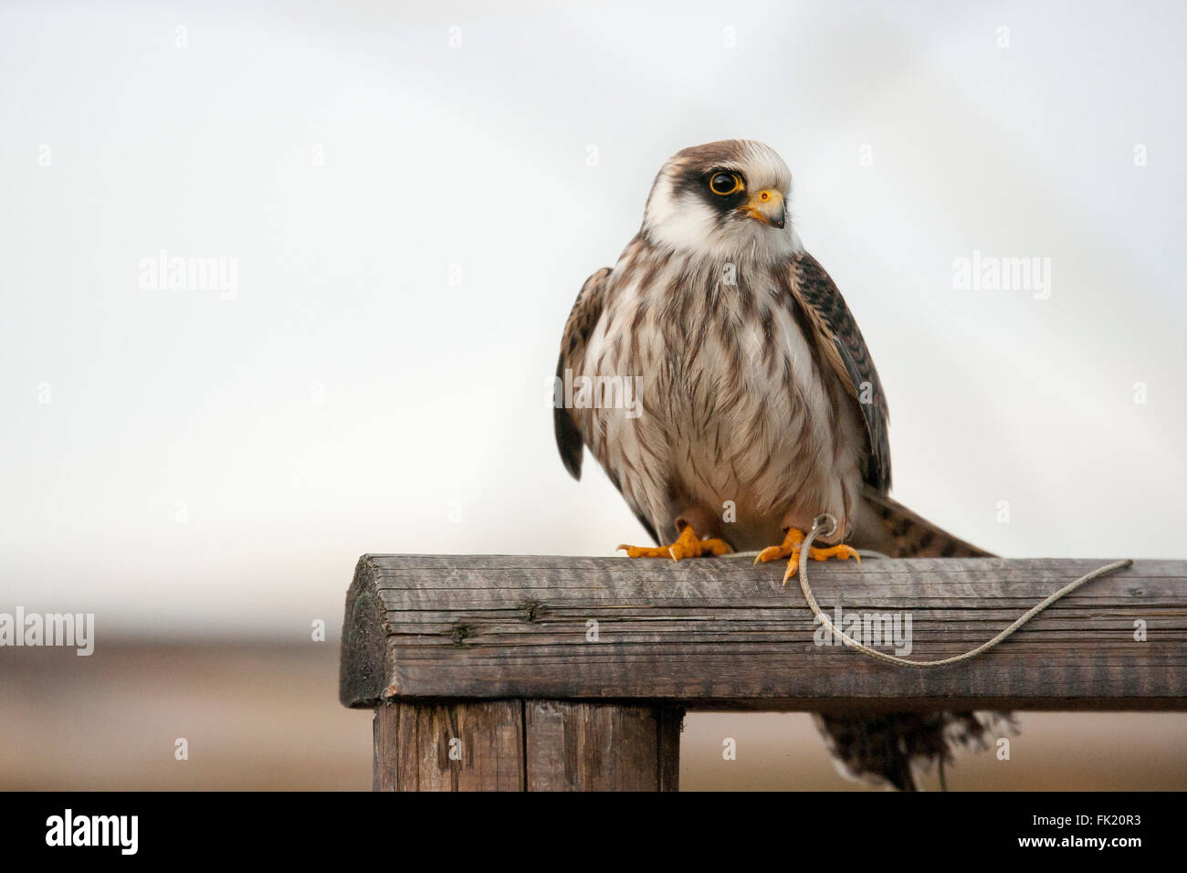 Kestrel, a small bird of prey native to the UK Stock Photo - Alamy