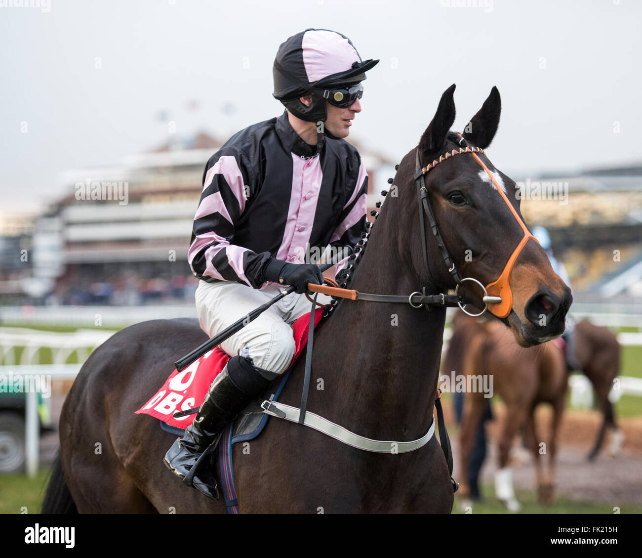 Newbury Racecourse, Berkshire, UK 5th March 2016 Sam’s Adventure and Danny Cook before winning the DBS Spring Sales Bumper Stock Photo