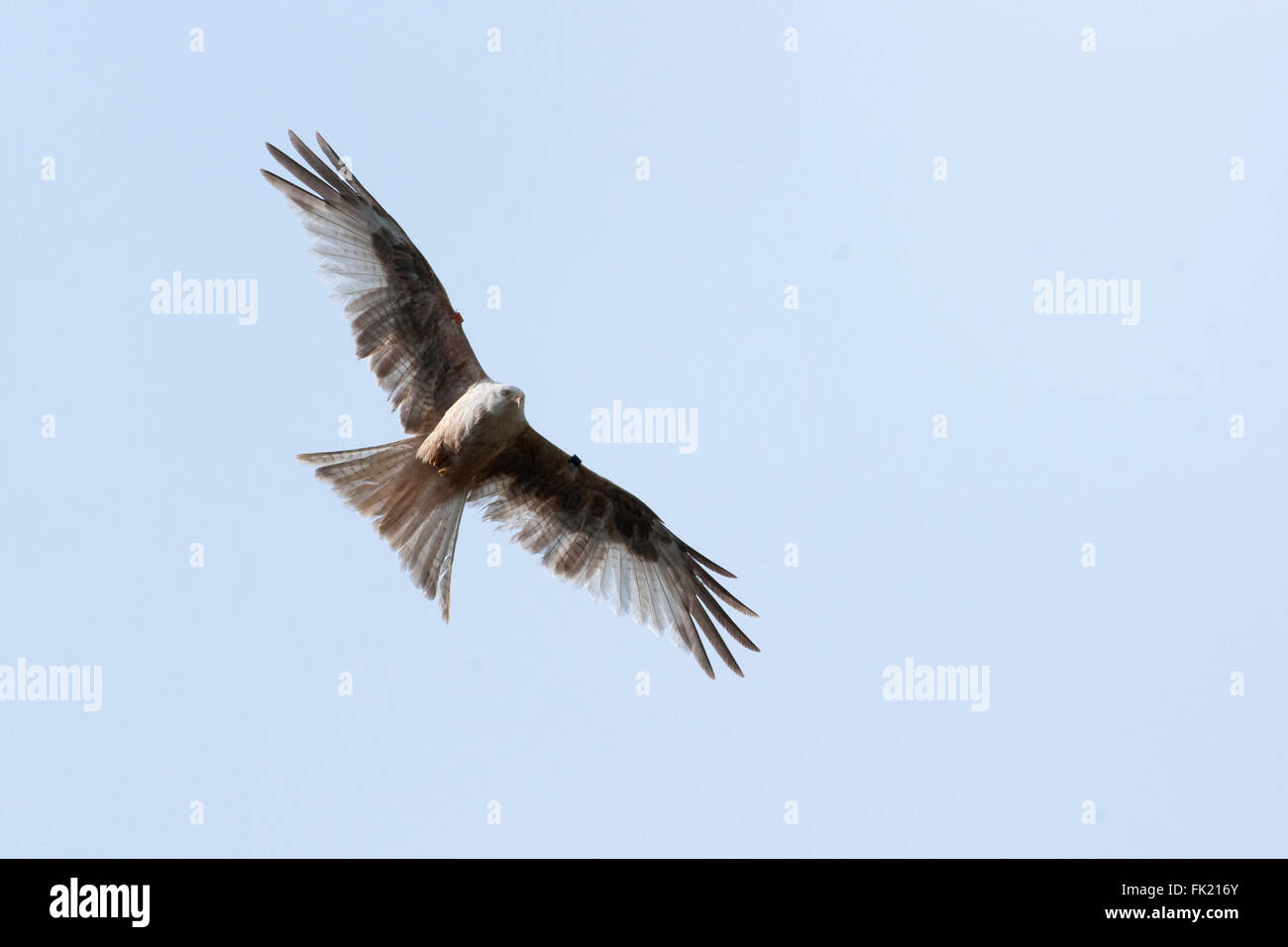 Red kite, bird of prey portrait Stock Photo Alamy