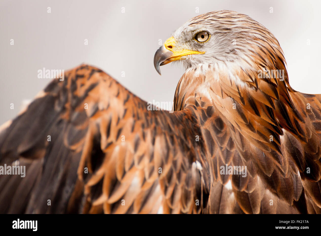 Red kite, bird of prey portrait Stock Photo