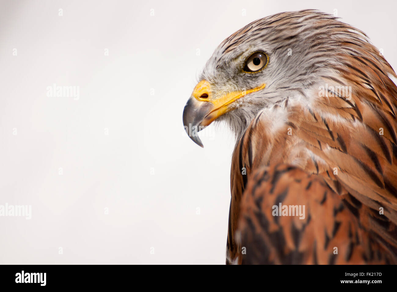 Red kite, bird of prey portrait Stock Photo