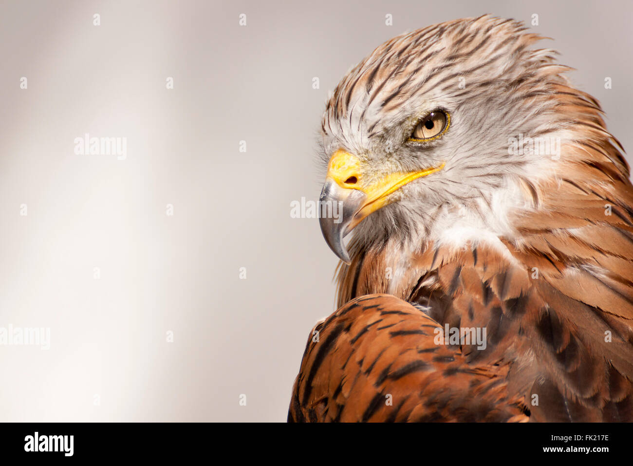 Red kite, bird of prey portrait Stock Photo
