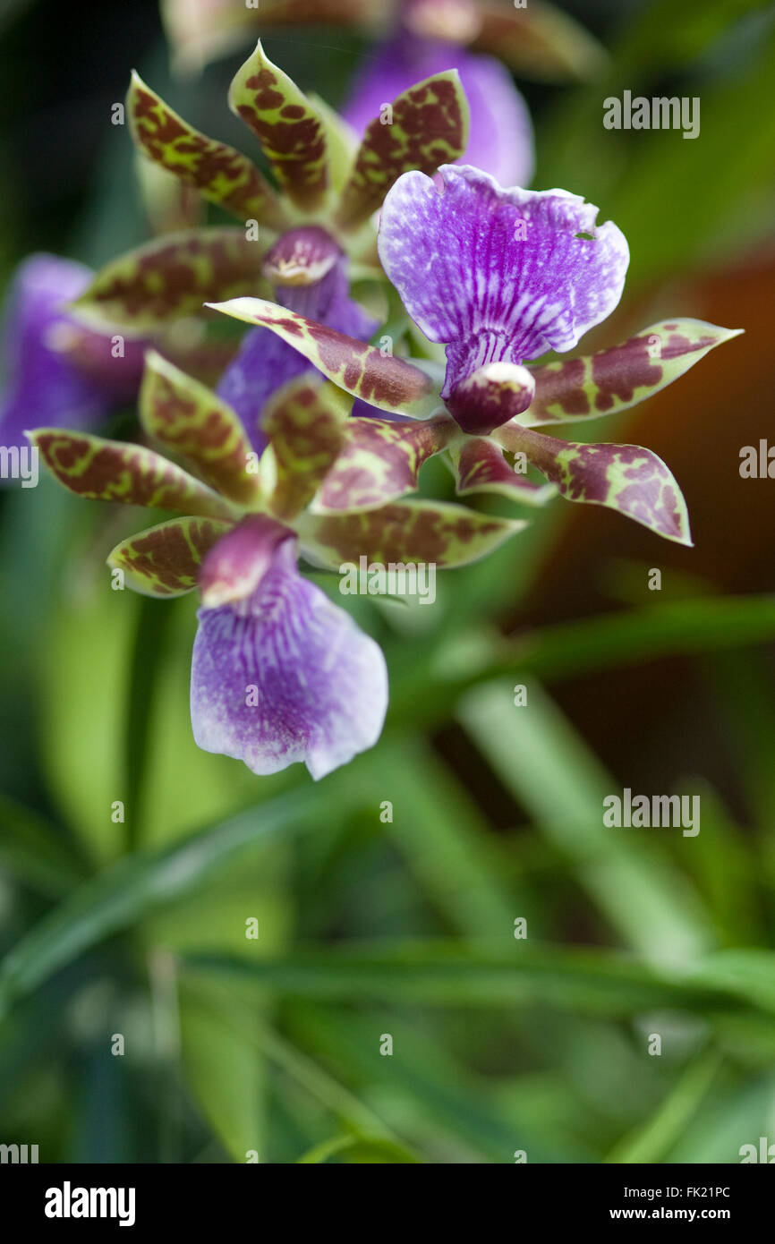 orchid Zygopetalum James Strauss 'Sweet Sensation' Stock Photo