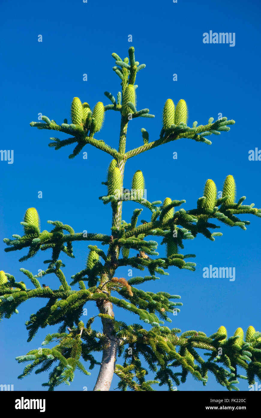 Tree Coffin High Resolution Stock Photography And Images Alamy
