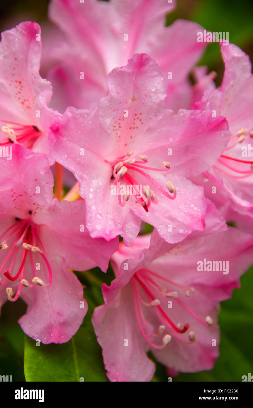 Pacific rhododendron (Rhododendron macrophyllum), Willamette National