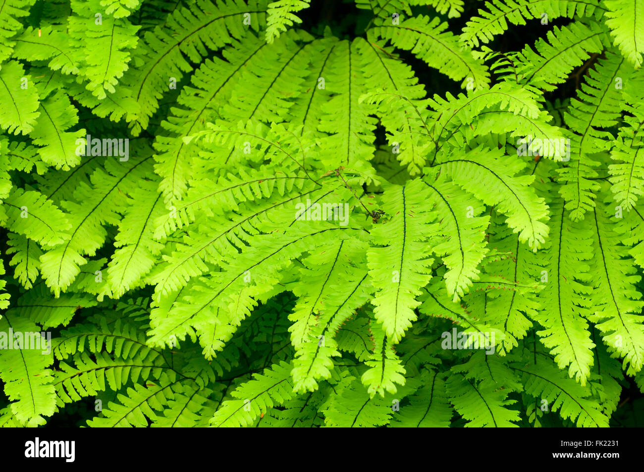 Maidenhair fern, Quartzville Creek National Back Country Byway, Willamette National Forest, Oregon Stock Photo
