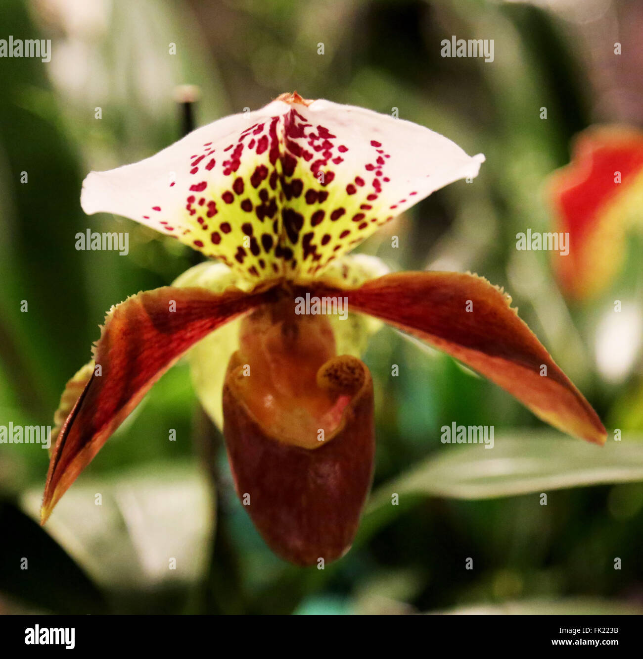 Warsaw, Pitcairn. 05th Mar, 2016. The 2016 National Exhibition of Orchids continued in Warsaw, Poland at the University of Warsaw Library. Apart from hundreds of different species and kinds of orchids that were on display, there was also a competition for the best wedding bouquet that placed the orchid at the center of the bouquet. The Exhibition continues until March 06 2016, and offers small workshops on the care of orchids by the National Producers of Orchids in Poland. © Anna Ferensowicz/ Pacific Press/Alamy Live News Stock Photo