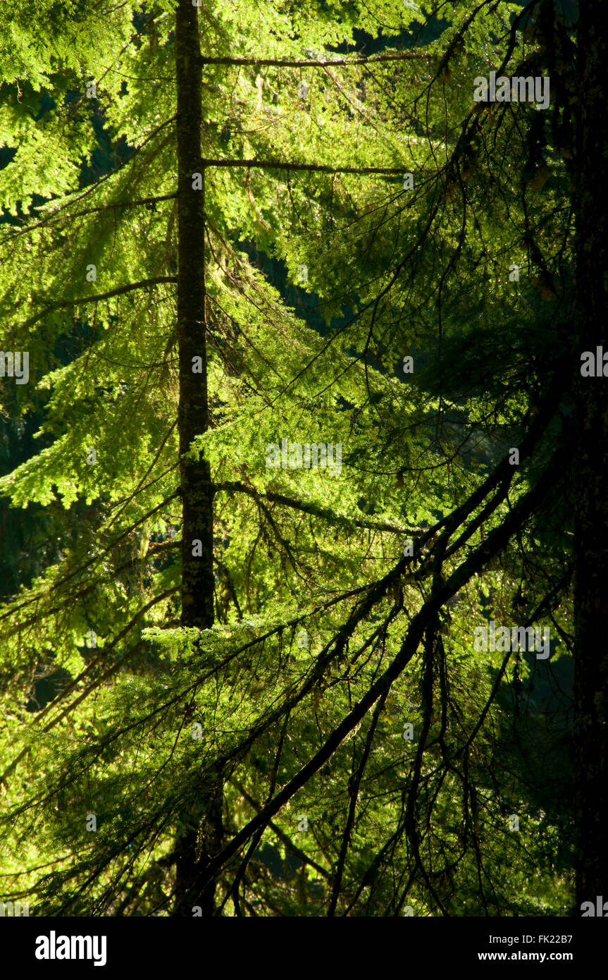 Western Hemlock Tree Stock Photos & Western Hemlock Tree Stock Images