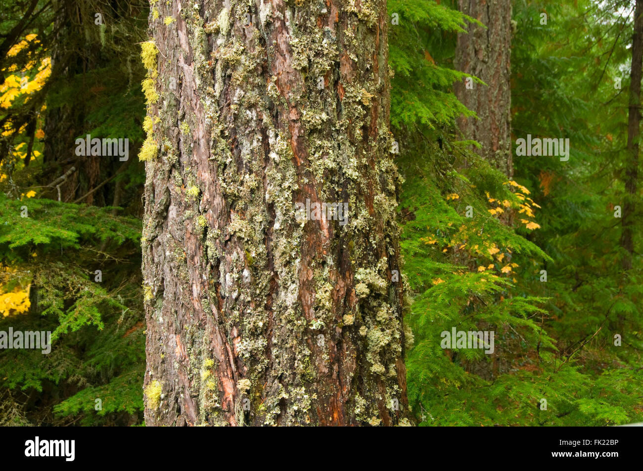 Douglas fir along McKenzie River National Recreation Trail, McKenzie ...