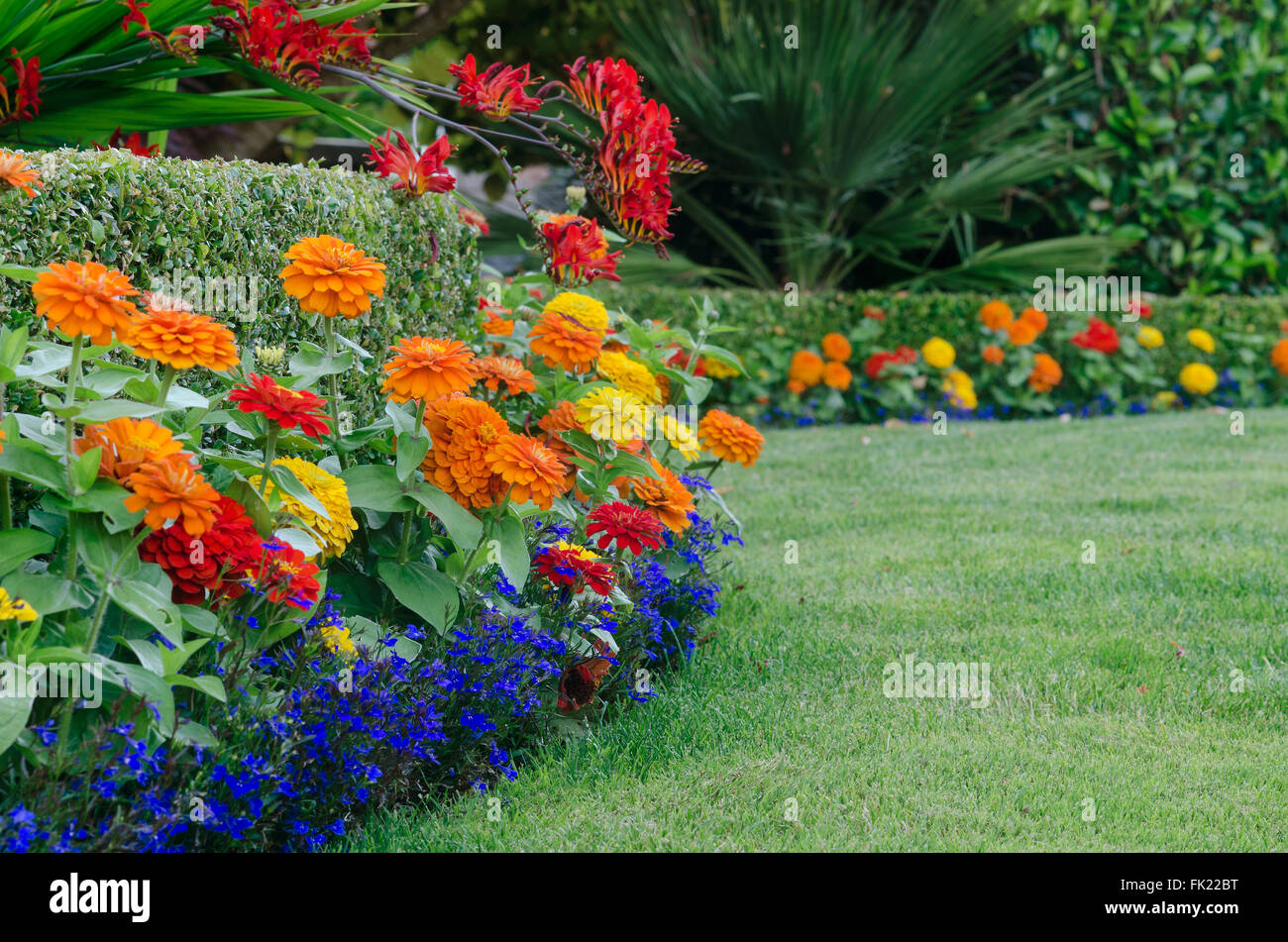 A close, ground-level view of a beautiful garden display featuring a boxwood hedge skirted by colorful zinnias and lobellia. Stock Photo
