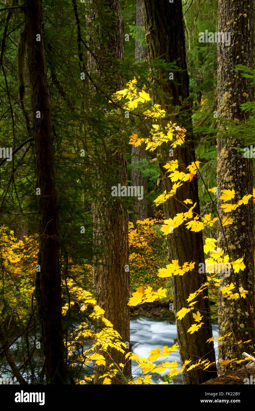 Upper McKenzie River in autumn with bigleaf maple, McKenzie Wild and