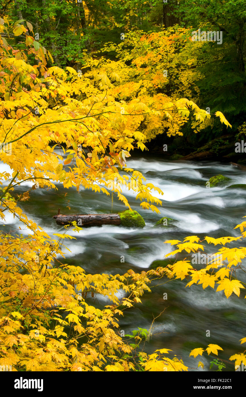 Upper McKenzie River in autumn with vine maple, McKenzie Wild and ...