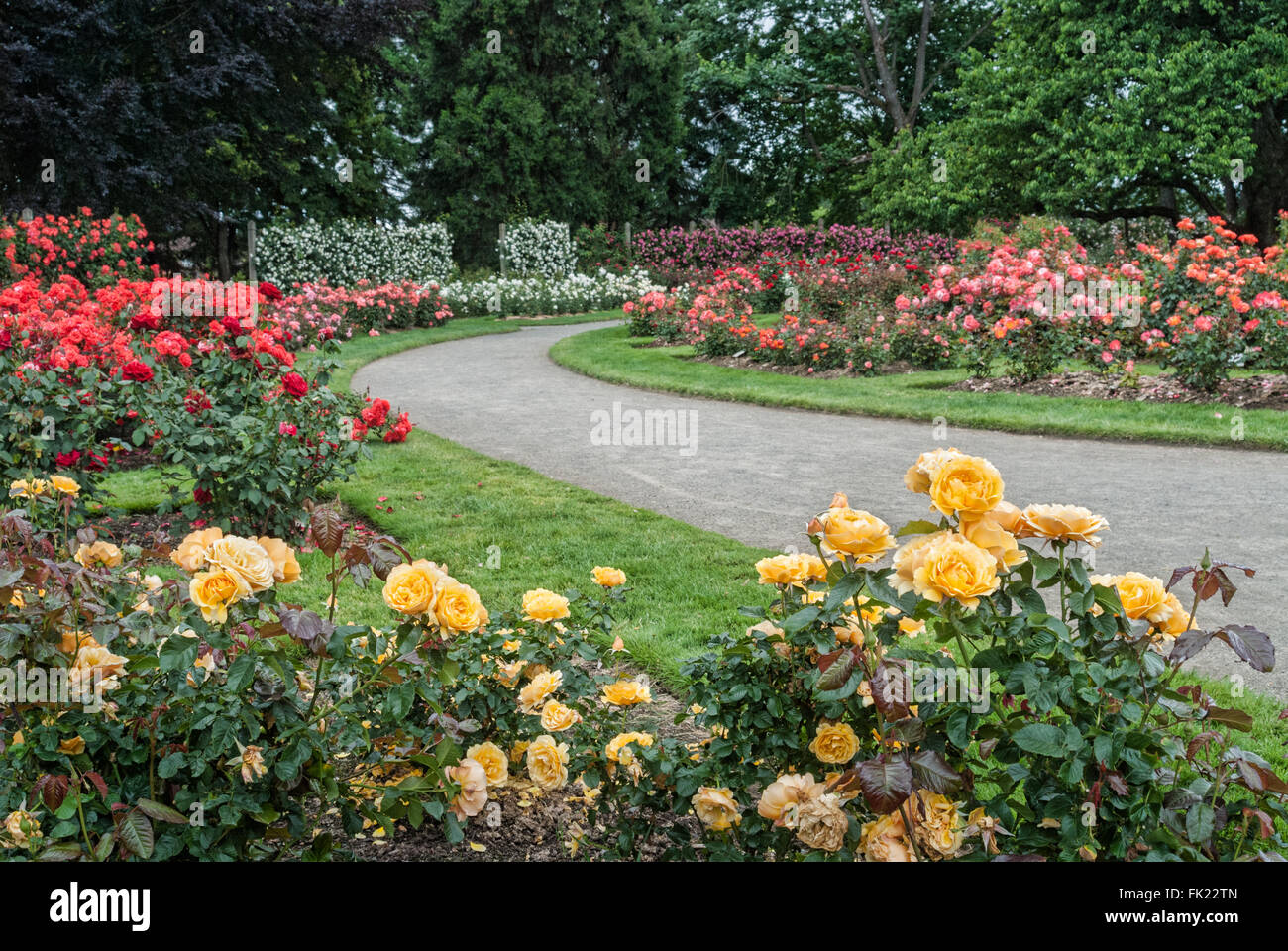 A path between a variety of roses at the Owens Rose Garden in Eugene