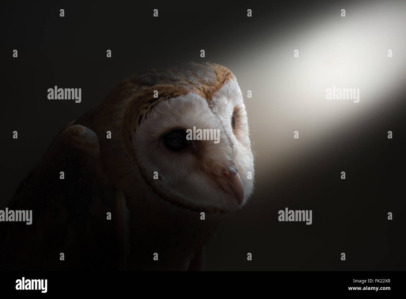 common barn owl ( Tyto albahead ) in dark background Stock Photo