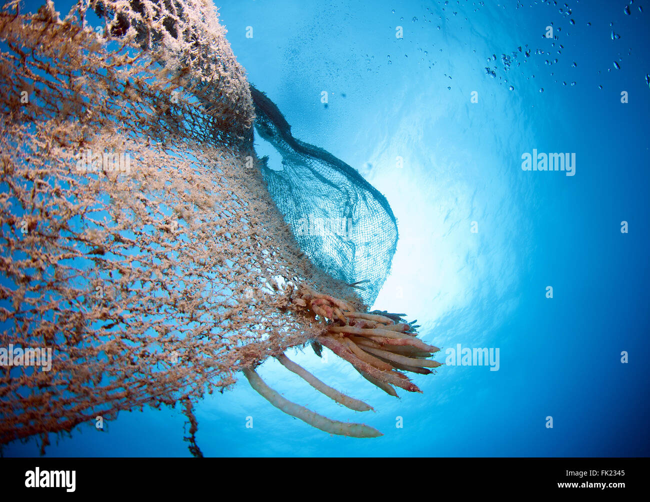 old abandoned fishing net with squid eggs Stock Photo