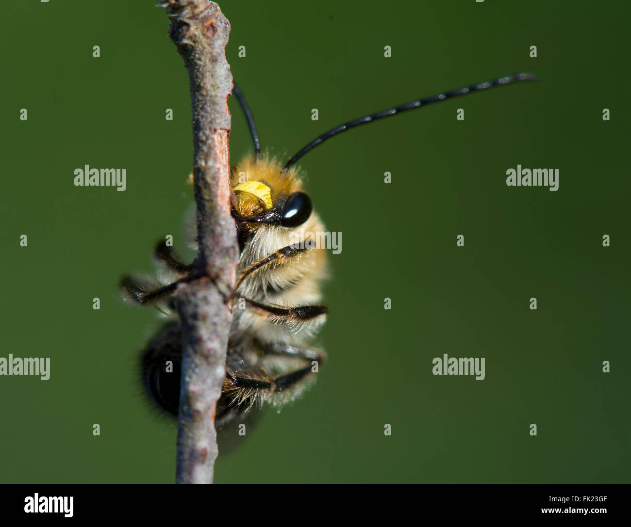 Long horned bee hires stock photography and images Alamy