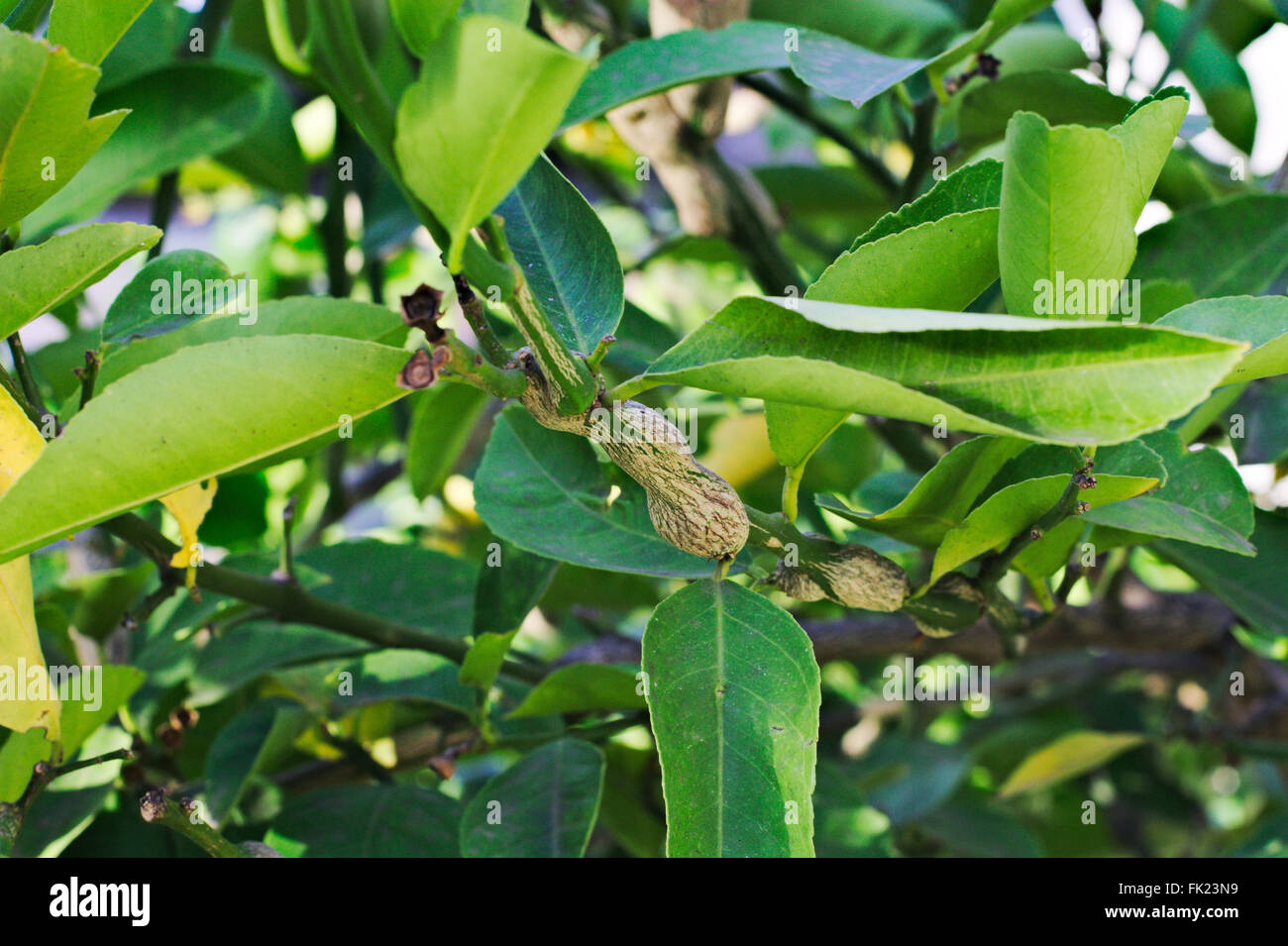Gall wasp damage on the branch of a lemon tree. Stock Photo