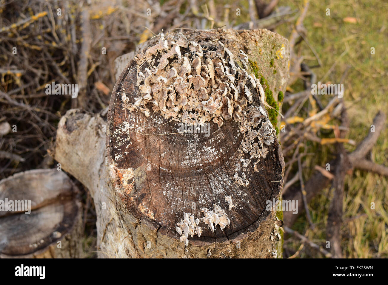 Plate mushrooms on a tree stump. Mushrooms feed on decaying wood. Stock Photo