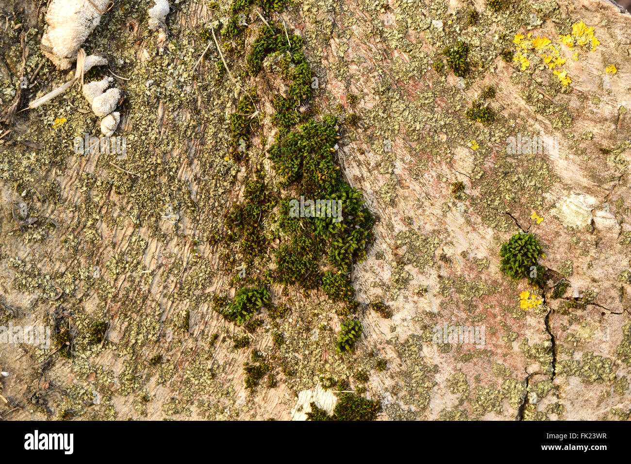 Moss and lichen on the bark. Old stump rot and therefore serves as a power supply for new organisms. Stock Photo