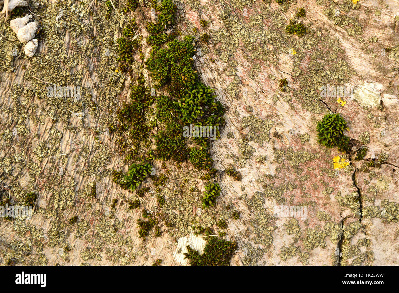 Moss and lichen on the bark. Old stump rot and therefore serves as a power supply for new organisms. Stock Photo