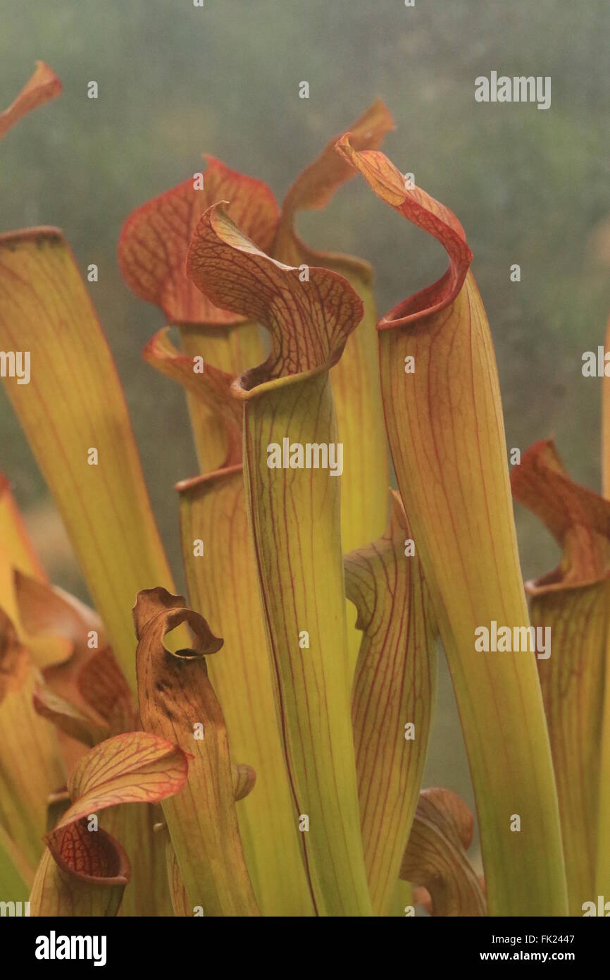 Carnivorous red pitcher plant, sarracenia rubra, has complex pitfall trap leaves allowing them to trap prey. Stock Photo