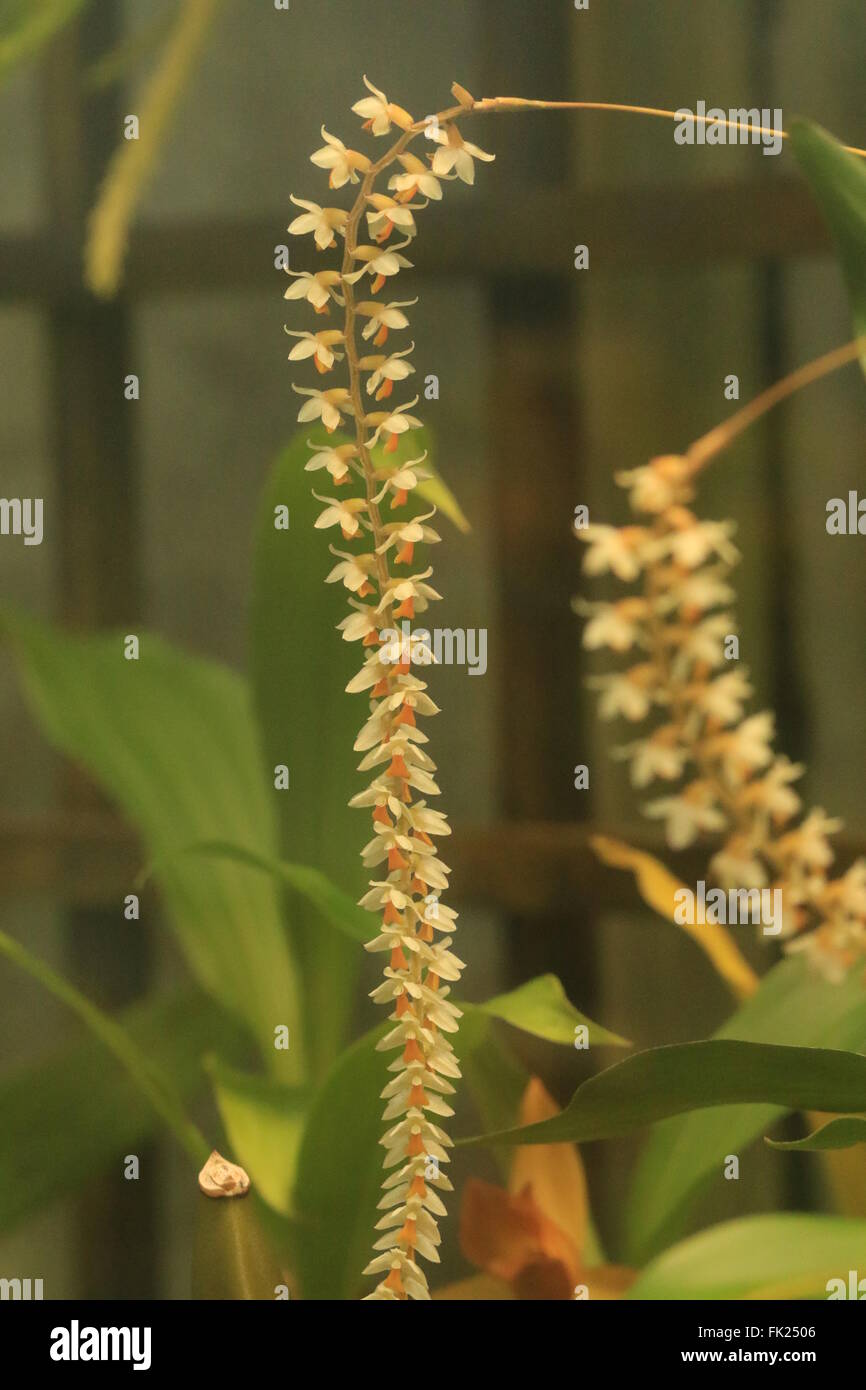 Dendrochilum cobbianum, an orchid native to the Philippines Stock Photo